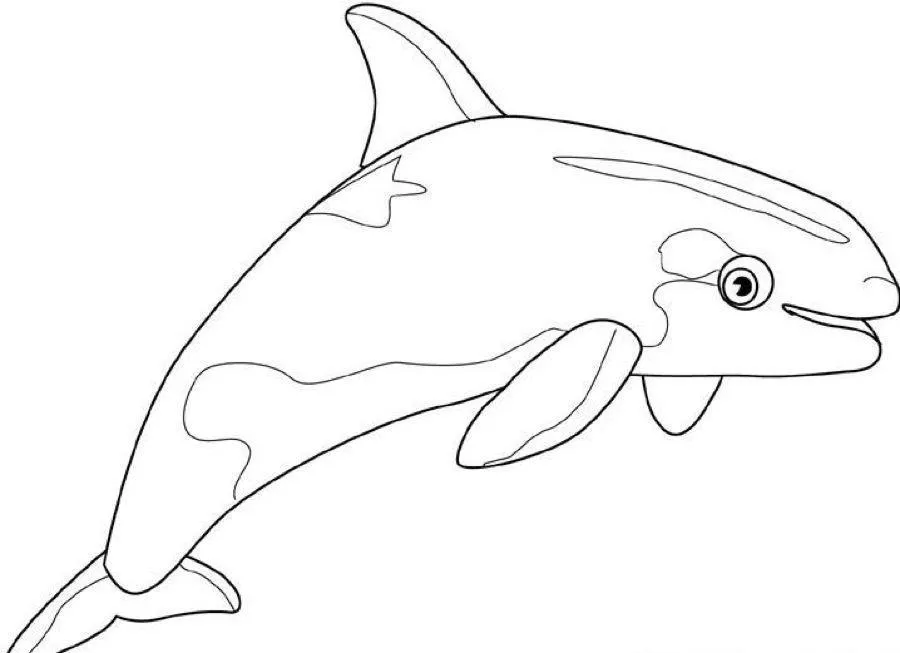 Whales Coloring Pages – 009
