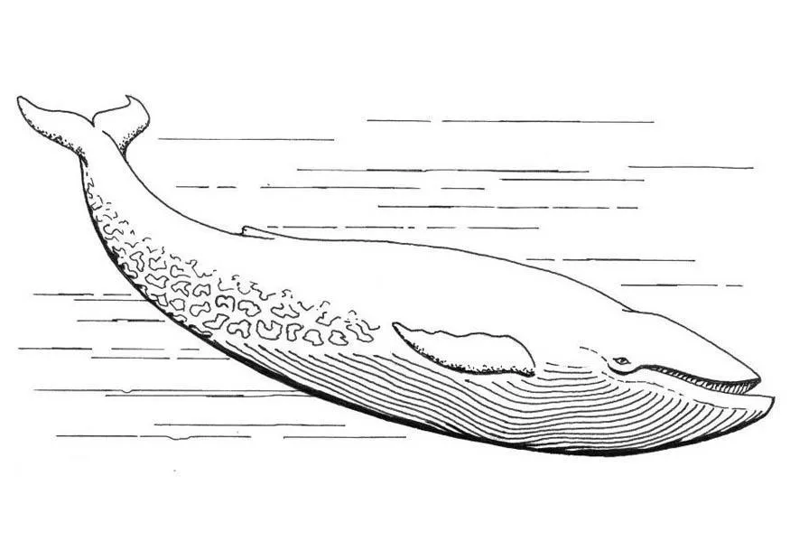 Whales Coloring Pages – 011