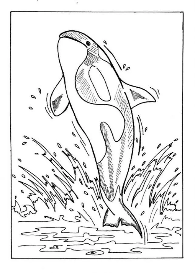 Whales Coloring Pages – 014