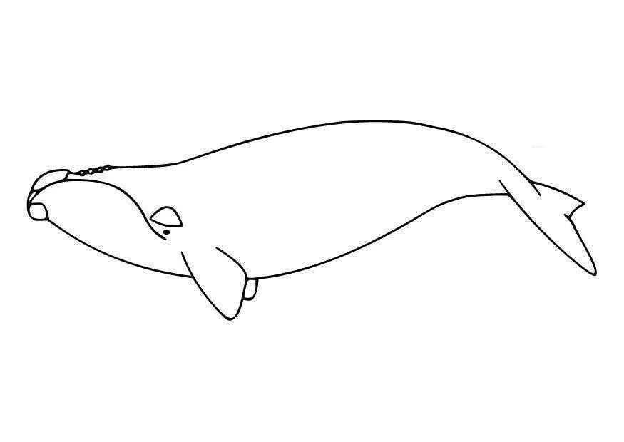 Whales Coloring Pages – 018
