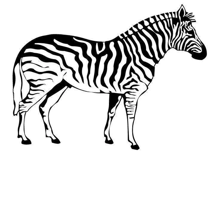 Zebras Coloring Pages – 012