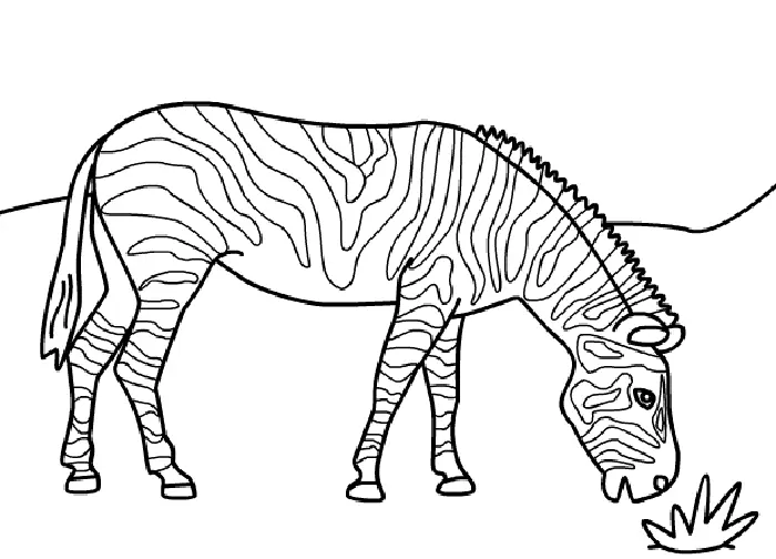 Zebras Coloring Pages – 014