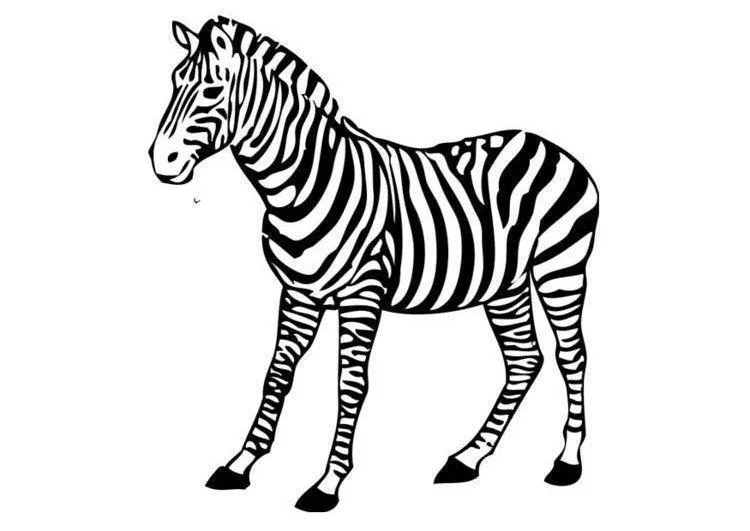 Zebras Coloring Pages – 015